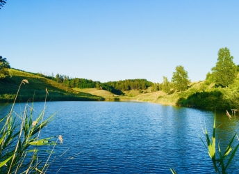 Озеро та шовковиця